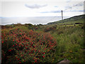 Fuchsia bush at the Farrenmacallan Road junction