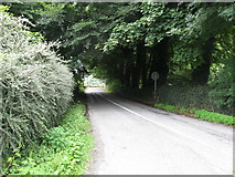 J0812 : Tree arch over the Ravensdale end of the Upper Deerpark Road by Eric Jones