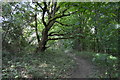 Footpath, Brokes Wood