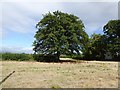 Tree near Riversmeet House