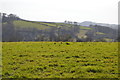 Field above Calstock