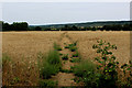 Footpath heading North West from Birling Road