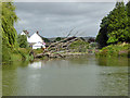 Fallen tree, Kennet and Avon Canal