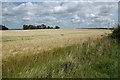 Barley near Hilton