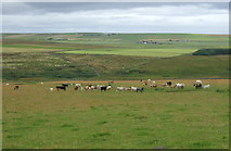 ND0466 : Cattle grazing, Braes of Brimside by JThomas