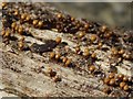 A slime mould - Trichia decipiens