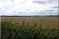 Wheat field near Middleton on Leven