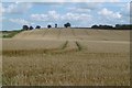 Wheat on Crake Hill