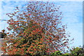 Colourful Bush, Crosshill