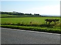 Farmland near Mouswald