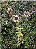 TQ1350 : Wildflowers of chalk downland: carline thistle (Carlina vulgaris) at Ranmore (1) by Stefan Czapski