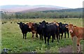 Cattle farming at Esquiebuie