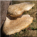 Bracket fungi on Horse Chestnut tree (Top view)