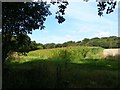 Field of sweetcorn