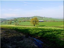 SY2093 : Countryside near Southleigh by Nigel Mykura