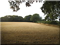 Field by Holly Hedges Lane, Hogpits Bottom