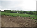 Field near Tredavoe