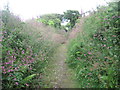 A delight of flowers on the bridle way