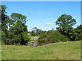 Small pond and sheep