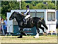 SU3188 : Black horse, White Horse Country Show, Uffington 2016 by Brian Robert Marshall