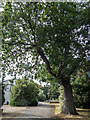 Large Oak Tree  in Grounds of Thomas Lipton House, Chase Side, Southgate, London N14