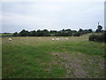 Grazing off Moor Lane, Leigh