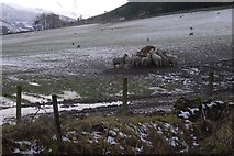 NT2538 : Sheep, Bonnington by Richard Webb