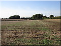 Stubble field and small plantation near Binbrook Hall