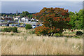 Former nursery grounds, Bagshot