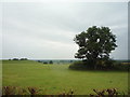 Grazing north of Fauld Lane