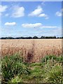 Little used path through a field of wheat