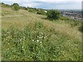 Chalk downland on  Portsdown Hill