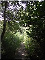 Path through Lucas Marsh Nature Reserve