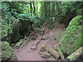 Walkway  in  Puzzle  Wood