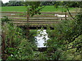 Sheep crossing bridge over Elmley Brook