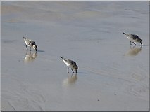 NC3969 : Sanderlings on the beach at Balnakeil Bay by Oliver Dixon
