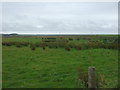 Rough grazing near Rosedale