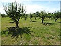 Orchard near Wickhamford