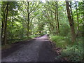 NZ1358 : Chopwell Wood: Trackbed of the Chopwell and Garesfield Railway by Anthony Foster