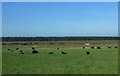 ND2854 : Cattle grazing near Bilbster by JThomas