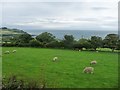 SC4890 : Sheep grazing near Bwoaillee Losht by Christine Johnstone