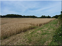 SP2185 : Wheatfield at Little Packington by Richard Law