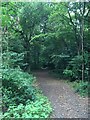 Path in Leith Hill Wood