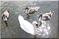 SH6775 : Swan and Cygnets at Llanfairfechan by Jeff Buck