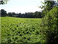 Field west of Bidgood