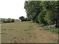 Horse grazing at Sutton Court Farm