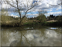 SP2965 : Collapsing willow in a disused field by the River Avon, Myton, Warwick by Robin Stott