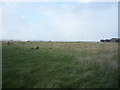 Grazing, East Newburn