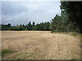 Stubble field beside woodland