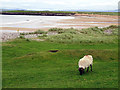 F6908 : Grazing by the shore at Doogort East by John Lucas
